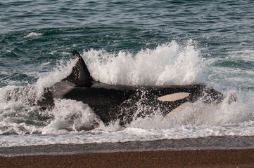 Killer Whale, Orca, hunting a sea lions , Peninsula Valdes, Patagonia Argentina