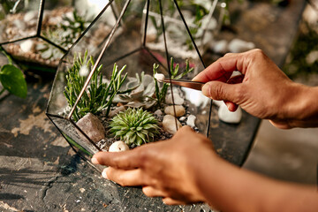 Close-up photo of hands holding tweezers with white stones and placing them in a composition of glass geometric florarium container with succulents, moss, cactus and plants. Home living plant decor. - obrazy, fototapety, plakaty