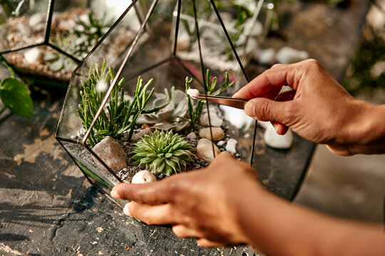 Fototapeta Close-up photo of hands holding tweezers with white stones and placing them in a composition of glass geometric florarium container with succulents, moss, cactus and plants. Home living plant decor.