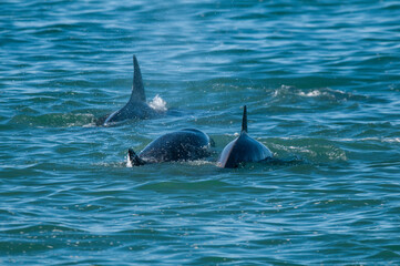 Naklejka premium Killer Whale, Orca, hunting a sea lions , Peninsula Valdes, Patagonia Argentina
