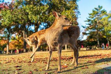 奈良公園の小鹿