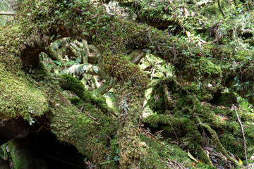 Fototapeta premium Trail in Shiratani Unsuikyo Ravine on Yakushima Island