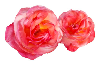 한국의 아름다운 꽃