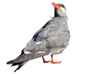 Inca tern, Larosterna inca, isolated on white