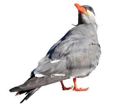 Inca tern, Larosterna inca, isolated on white