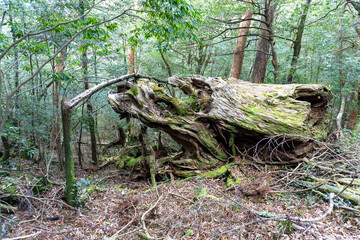 Trail in Shiratani Unsuikyo Ravine on Yakushima Island