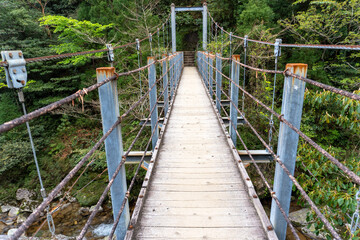 Trail in Shiratani Unsuikyo Ravine on Yakushima Island