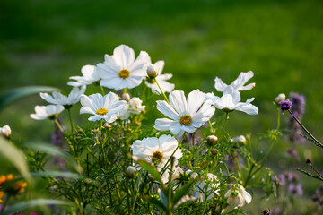 białe kwiaty onętka, kosmos, cosmos flowers