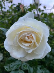 White Rose