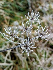 Frost Blüte mit Spinnennetz