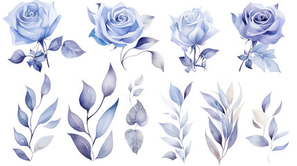 Fototapeta na wymiar Watercolor elements are purple, blue roses, and flowers on a white background