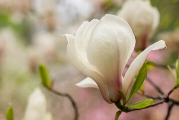 Beautiful pink magnolia flowers close up. Jentle magnolia flower against sunset light. Romantic creative toned floral background.