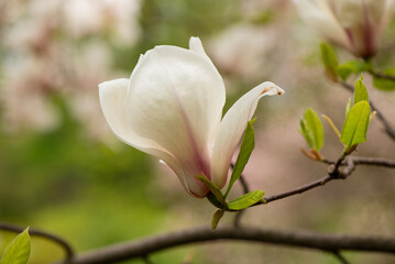 Beautiful pink magnolia flowers close up. Jentle magnolia flower against sunset light. Romantic creative toned floral background.