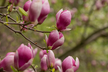 Beautiful pink magnolia flowers close up. Jentle magnolia flower against sunset light. Romantic creative toned floral background.