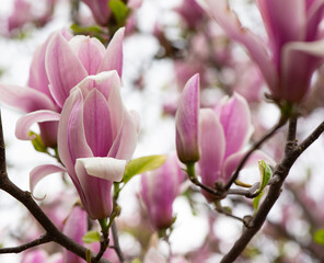 Obraz premium Beautiful pink magnolia flowers close up. Jentle magnolia flower against sunset light. Romantic creative toned floral background.