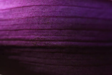deep purple domestic tradescantia leaf texture with blur. extreme macro shot with selective focus