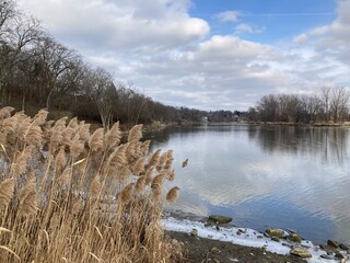 reeds on the bank of river