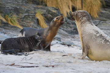 Fototapeta premium Southern Sea Lion (Otaria flavescens) trying to abduct a Southern Elephant Seal pup (Mirounga leonina) on Sea Lion Island in the Falkland Islands.