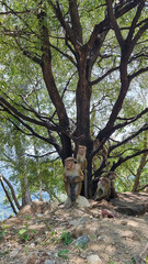 Obraz premium sri lanka ceylon india ocean tea plantation elephants dream vacation monkey road travel dog on the beach palm tree sunset train