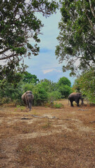 Naklejka premium sri lanka ceylon india ocean tea plantation elephants dream vacation monkey road travel dog on the beach palm tree sunset train