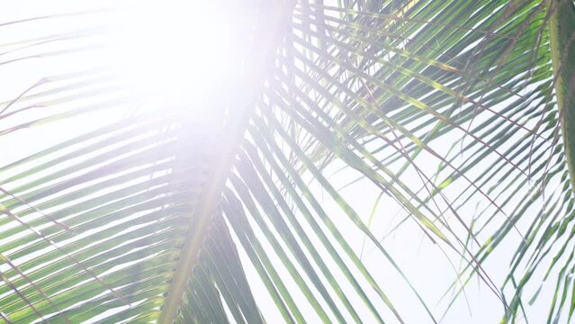 Video 4K Coconut palm trees bottom view sky. Travel beach tropical island. Close-up.
