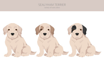 Sealyham terrier puppies clipart. Different poses, coat colors set