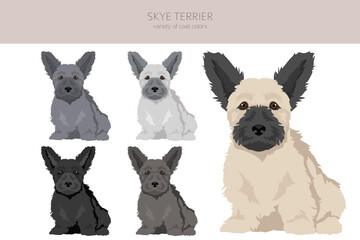 Skye terrier puppies coat colors, different poses clipart