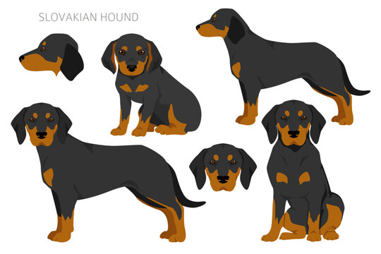 Slovakian hound coat colors, different poses clipart