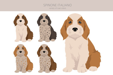 Spinone Italiano puppies coat colors, different poses clipart