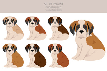 St Bernard shorthaired puppies coat colors, different poses clipart