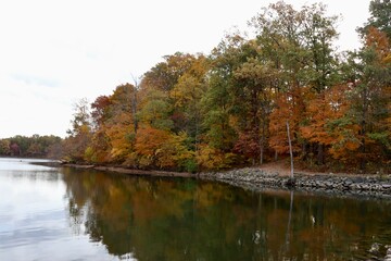Fototapeta na wymiar The autumn trees in the forest near the lake.