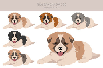 Thai Bangkaew dog puppies clipart. All coat colors set.  All dog breeds characteristics infographic