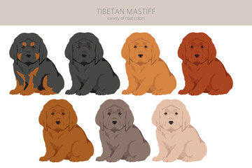 Tibetan mastiff puppies clipart. Different poses, coat colors set - obrazy, fototapety, plakaty