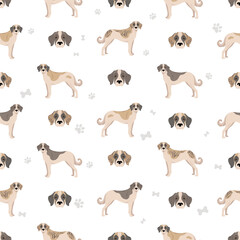 Transmontano Mastiff seamless pattern. All coat colors set.  All dog breeds characteristics infographic