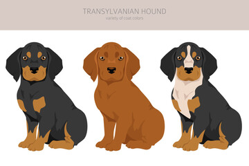 Transylvanian hound puppies clipart. Different poses, coat colors set