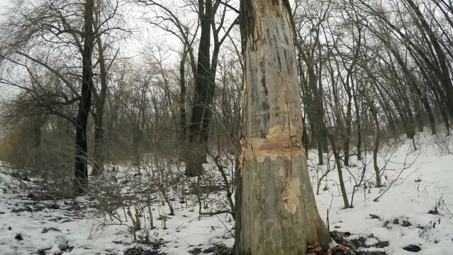 Damaged tree in the winter forest. Illegal logging by black lumberjacks 