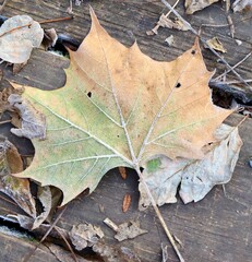 A close view of the frosty autumn leaf on the ground.