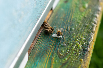 Bees do morning cleaning of the hive, remove the shell of the hatched larva, apiary in the morning