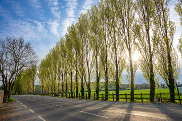 Scenic view of an asphalt road lined with green trees on a sunny day