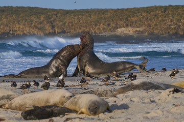 Male Southern Elephant Seals (Mirounga leonina) fighting for dominance during the breeding season on Sea Lion Island in the Falkland Islands.