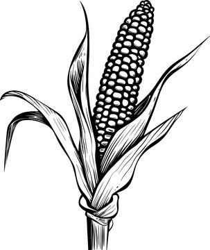 Corn silhouette icon isolated. Vector illustration. AI generated illustration.