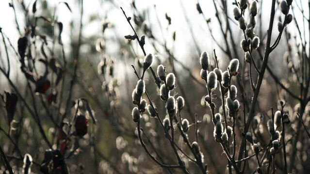 Fluffy willow buds bloom in spring