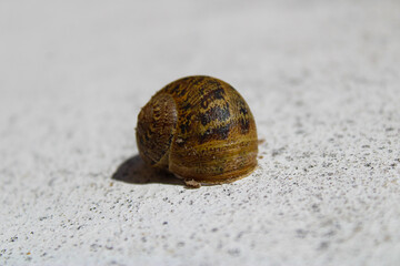 snail on a stone