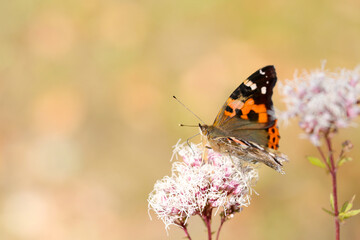 フジバカマの花から吸蜜する情熱的な黒に赤橙色の羽を広げたアカタテハ蝶（自然光・マクロレンズ接写）