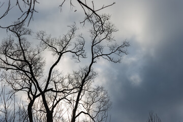 glancing up at bare trees on a cloudy sky in winter