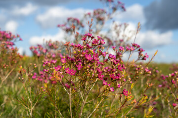 Pink wax flowers in a flower farm