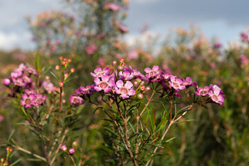 Pink wax flowers in a flower farm