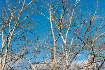 bare poplar trees on a blue sky in winter