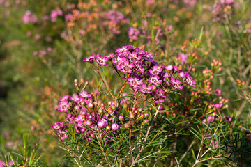 Obraz premium Pink wax flowers in a flower farm