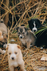 There are many puppies in the forest